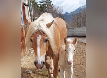Haflinger, Mare, 7 years, 15,1 hh