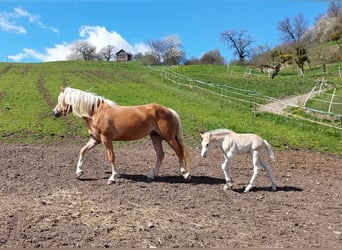 Haflinger, Mare, 7 years, 15,1 hh