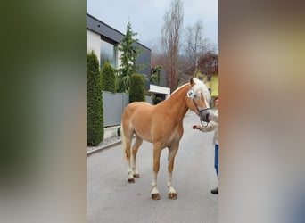 Haflinger, Mare, 7 years, 15,1 hh