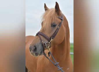 Haflinger Mix, Mare, 7 years, 15,1 hh, Brown-Light