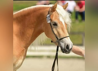 Haflinger, Mare, 7 years, Chestnut-Red