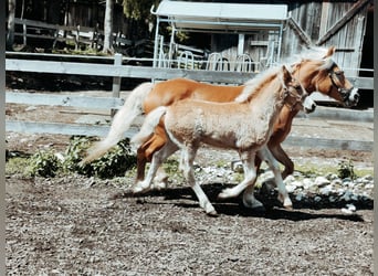 Haflinger, Mare, 7 years, Chestnut-Red
