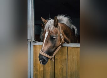 Haflinger, Mare, 8 years, 13.2 hh, Chestnut-Red