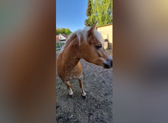 Haflinger, Mare, 8 years, 13.3 hh, Chestnut-Red