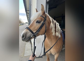 Haflinger, Mare, 8 years, 13.3 hh
