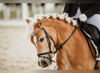 Haflinger, Mare, 8 years, 13.3 hh