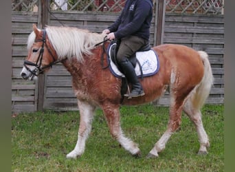 Haflinger, Mare, 8 years, 13,3 hh
