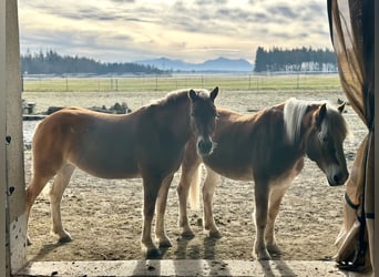 Haflinger, Mare, 8 years, 14.1 hh, Chestnut-Red