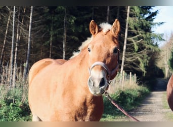 Haflinger, Mare, 8 years, 14.1 hh, Chestnut-Red