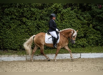Haflinger, Mare, 8 years, 14.1 hh