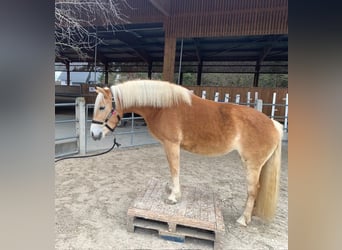 Haflinger, Mare, 8 years, 14.1 hh