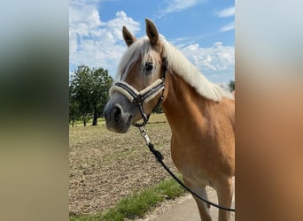 Haflinger, Mare, 8 years, 14.1 hh