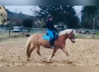 Haflinger, Mare, 8 years, 14.1 hh, Palomino