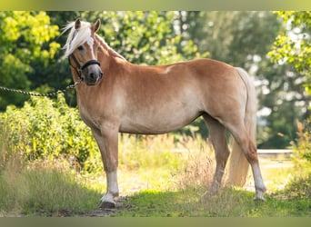Haflinger, Mare, 8 years, 14.2 hh