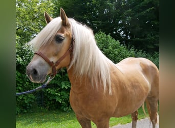 Haflinger, Mare, 8 years, 14.2 hh