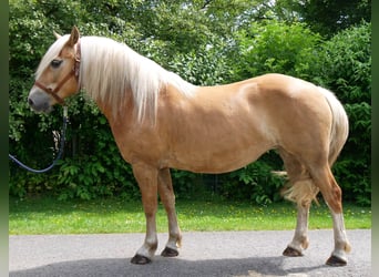Haflinger, Mare, 8 years, 14.2 hh
