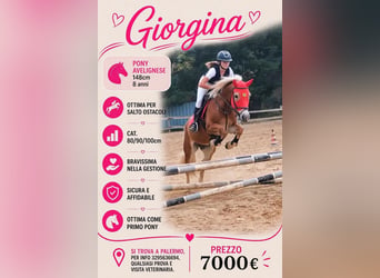 Haflinger, Mare, 8 years, 14.2 hh, Champagne