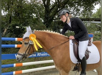 Haflinger, Mare, 8 years, 14,2 hh, Chestnut-Red