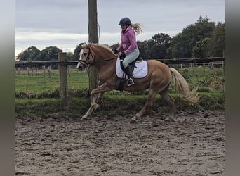 Haflinger, Stute, 8 Jahre, 14,2 hh, Fuchs