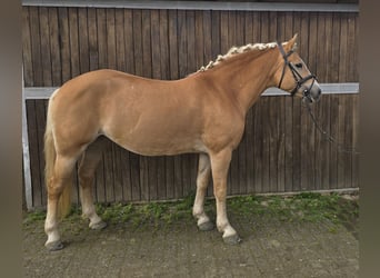 Haflinger, Stute, 8 Jahre, 14,2 hh, Fuchs