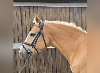 Haflinger, Stute, 8 Jahre, 14,2 hh, Fuchs