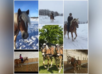 Haflinger, Mare, 8 years, 14.2 hh, Chestnut-Red