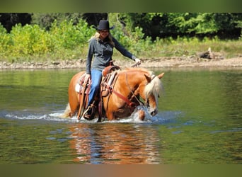 Haflinger, Mare, 8 years, 14.2 hh, Chestnut
