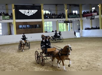 Haflinger, Mare, 8 years, 14.2 hh, Sorrel