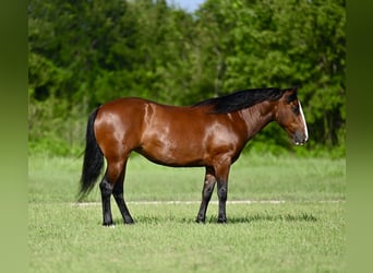 Haflinger Mix, Mare, 8 years, 14 hh, Bay