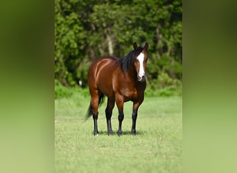 Haflinger Mix, Mare, 8 years, 14 hh, Bay