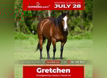 Haflinger Mix, Mare, 8 years, 14 hh, Bay