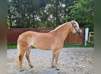 Haflinger, Mare, 8 years, 14,1 hh, Chestnut-Red