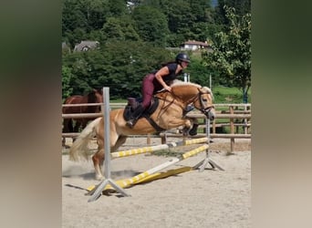 Haflinger, Mare, 8 years, 14,1 hh, Chestnut-Red