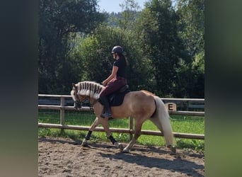 Haflinger, Mare, 8 years, 14,1 hh, Chestnut-Red