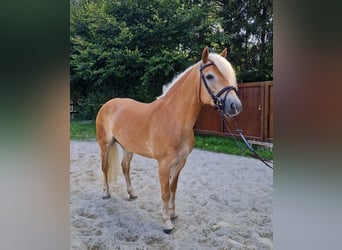 Haflinger, Mare, 8 years, 14,1 hh, Chestnut-Red
