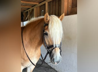 Haflinger, Mare, 8 years, 14,1 hh, Chestnut-Red