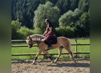 Haflinger, Mare, 8 years, 14,1 hh, Chestnut-Red