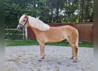 Haflinger, Mare, 8 years, 14,1 hh, Chestnut-Red