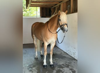 Haflinger, Mare, 8 years, 14,1 hh, Chestnut-Red