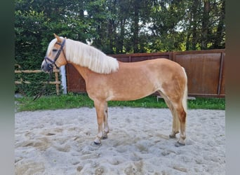 Haflinger, Mare, 8 years, 14,1 hh, Chestnut-Red