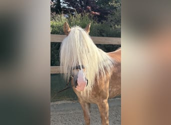 Haflinger, Mare, 8 years, 14,2 hh, Chestnut-Red
