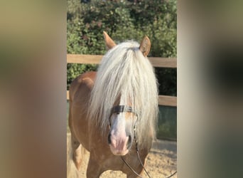 Haflinger, Mare, 8 years, 14,2 hh, Chestnut-Red