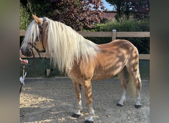 Haflinger, Mare, 8 years, 14,2 hh, Chestnut-Red