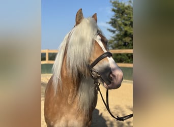 Haflinger, Mare, 8 years, 14,2 hh, Chestnut-Red