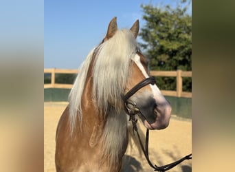 Haflinger, Mare, 8 years, 14,2 hh, Chestnut-Red