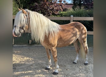 Haflinger, Mare, 8 years, 14,2 hh, Chestnut-Red