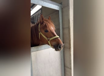 Haflinger Mix, Mare, 8 years, 14,2 hh, Chestnut-Red