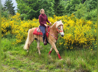 Haflinger, Mare, 8 years, 15.1 hh, Chestnut-Red