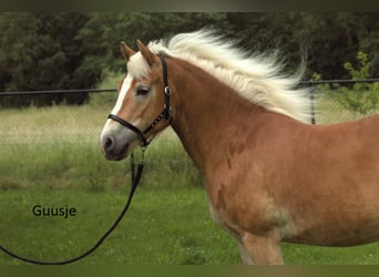Haflinger, Mare, 8 years, 15 hh, Chestnut-Red