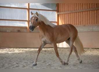 Haflinger, Mare, 8 years, 15 hh, Chestnut-Red